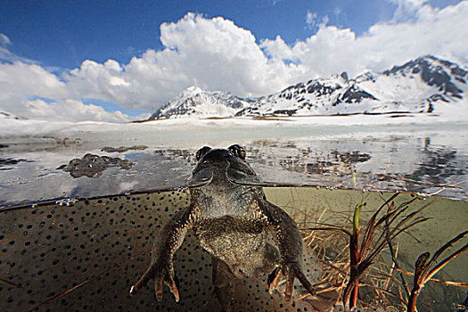 蛙,中国林蛙,漂浮,冰盖,饲养,水塘,2000年,阿尔卑斯山,法国