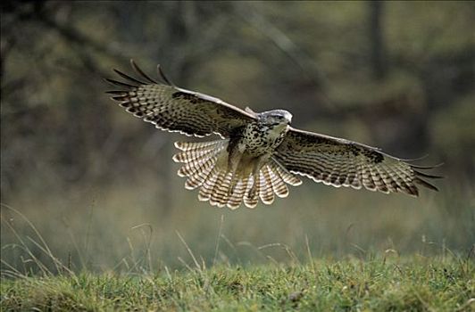 常见兀鹰,鵟,成年,飞起,尾部,羽毛,欧洲