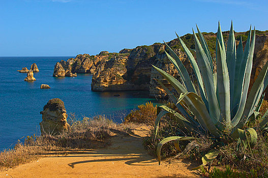 悬崖,海滩,龙舌兰,正面,拉各斯,阿尔加维,葡萄牙,欧洲