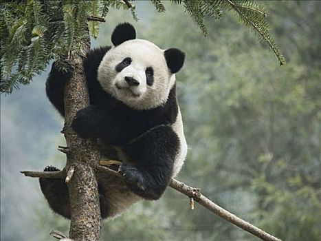 大熊猫,攀登,中国