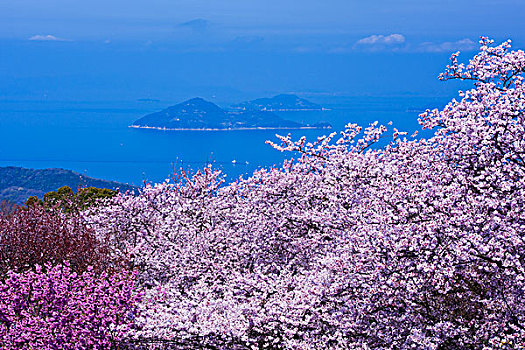 樱桃树,山,内海,日本