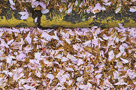 花瓣,维多利亚,不列颠哥伦比亚省,加拿大