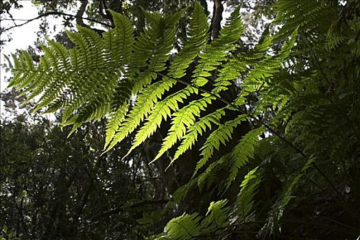 蕨类,加拉霍艾国家公园,月桂树