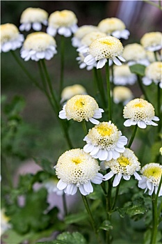 白花,小白菊