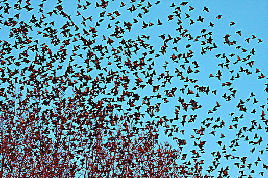 常见八哥,紫翅椋鸟,成群,飞,荷兰