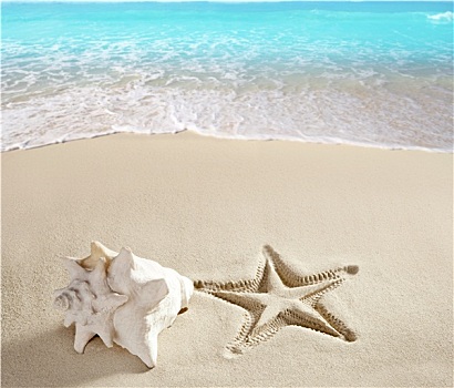 加勒比,海滩,海星,壳,白沙