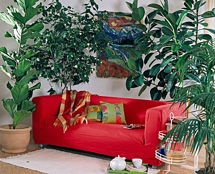 房间,树,榕属植物,白麻属植物