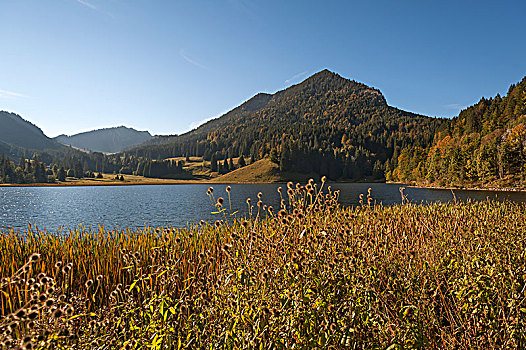 湖,秋天,提洛尔,奥地利,欧洲