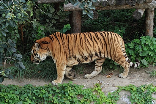 虎,中国