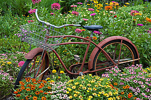 老,自行车,花,篮子,花园,百日菊,马里恩县,伊利诺斯