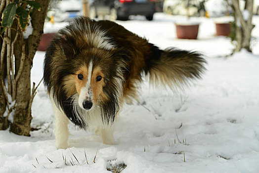雪地里玩耍的狗狗