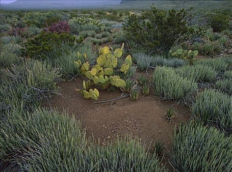 刺梨仙人掌,沙漠植被,奇瓦瓦沙漠,科阿韦拉州,墨西哥