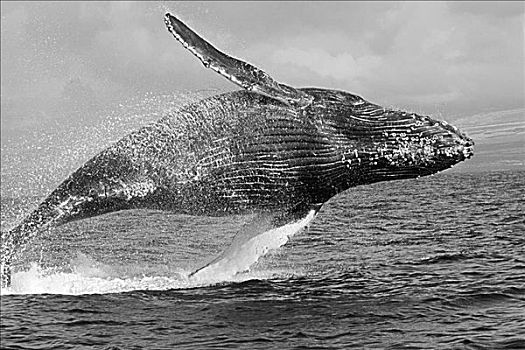 夏威夷,驼背鲸,大翅鲸属,鲸鱼,鲸跃,黑白照片