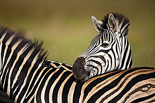 斑马,一对,自然保护区,南非