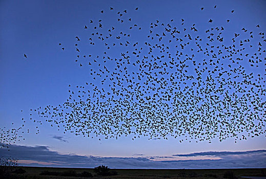 成群,八哥,紫翅椋鸟,飞行,夜空,丹麦,欧洲