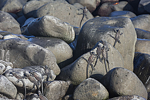 海鬣蜥,岩石上,西班牙岛,加拉帕戈斯群岛,厄瓜多尔,南美