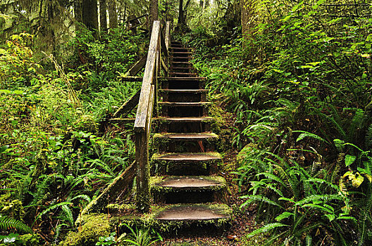 木板路,雨林,环太平洋国家公园,温哥华岛,不列颠哥伦比亚省,加拿大