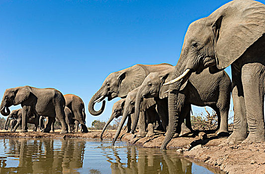 牧群,非洲象,喝,水潭,马沙图禁猎区,博茨瓦纳,非洲