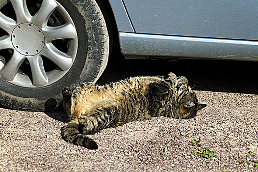 猫,靠近,汽车,轮子