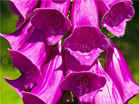 紫花毛地黄