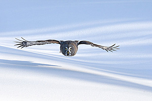 乌林鸮,飞,芬兰
