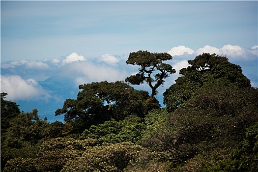 雾林,树,哥斯达黎加