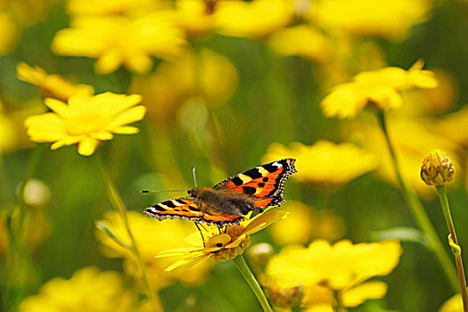 蝴蝶,金色,雏菊