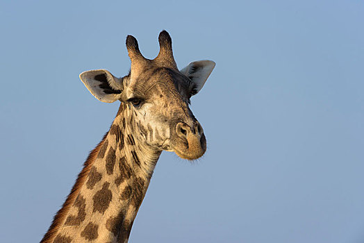 长颈鹿,动物,南卢安瓜国家公园,赞比亚,非洲