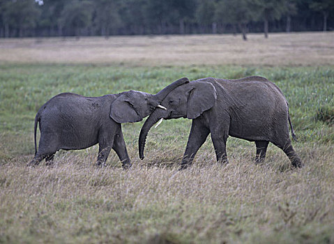 大象,两个,玩,非洲