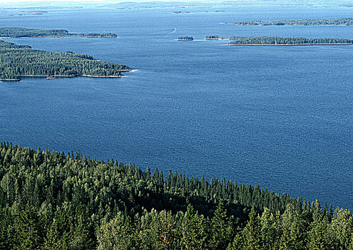 芬兰,沿岸,海景,常青树