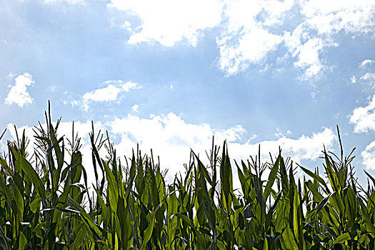 地点,玉米,天空,农业