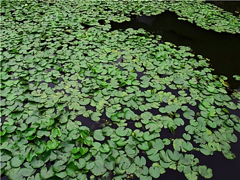 莲花池