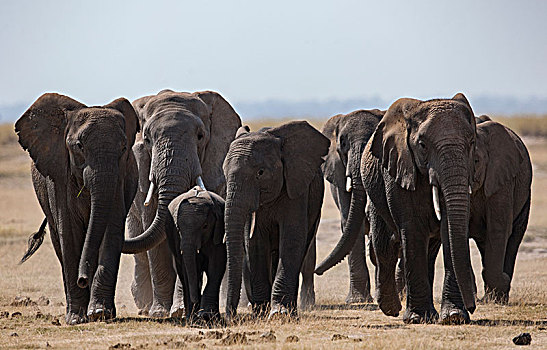 非洲大象089