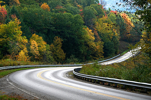 景色,道路,彩色,树,阿勒格尼,国家森林