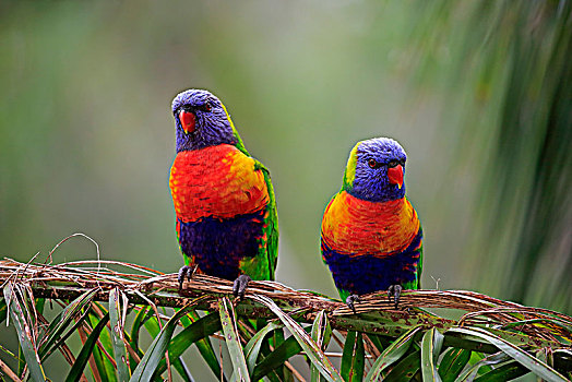 彩虹,彩虹鹦鹉,动物,坐,夫妇,芦苇,可爱,溪流,南澳大利亚州,澳大利亚,大洋洲