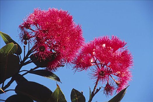 红色,花,桉树,西澳大利亚