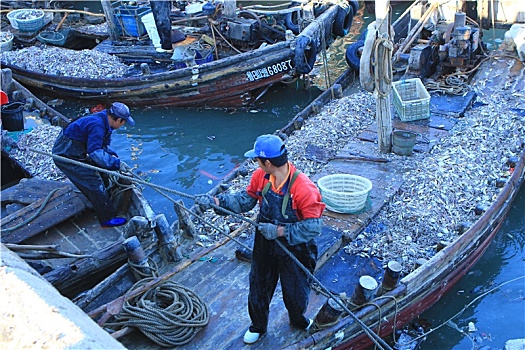 山东省日照市,秋天的渔码头熙熙攘攘,各类海鲜大量上市吸引众多吃货