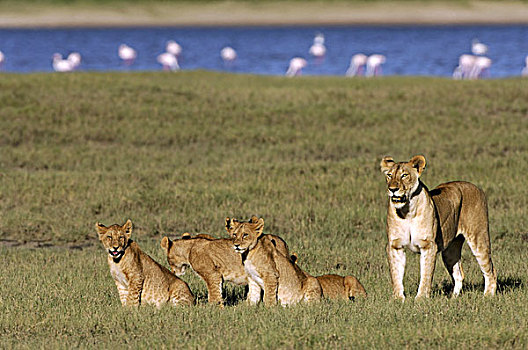 雌狮,幼兽,湖,恩戈罗恩戈罗火山口,世界遗产,坦桑尼亚,非洲