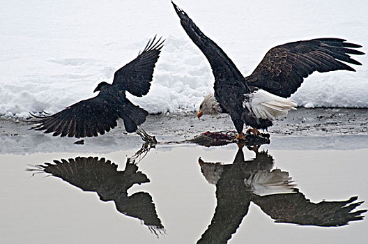 美国,阿拉斯加,海恩斯,十一月,契凯特白头鹰保护区,大乌鸦,白头鹰