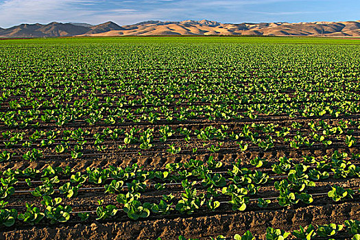 农业,地点,早,生长,罗曼莴苣,晚霞,山谷,加利福尼亚,美国