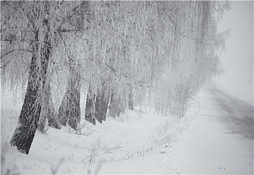 黑白,冬天,桦树,雾
