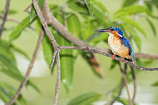 马达加斯加,矮小,翠鸟,坐,枝条,国家公园,非洲