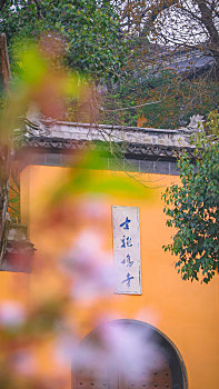 南京鸡鸣寺樱花