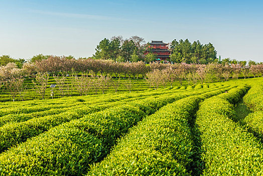 绿色的茶园,南昌凤凰沟