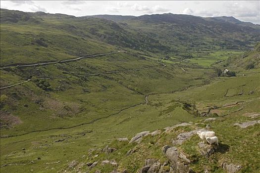 绵羊,宽,山谷,雪墩国家公园,格温内思郡,北威尔士,英国