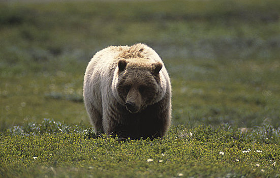 大灰熊,棕熊,地点,阿拉斯加,美国