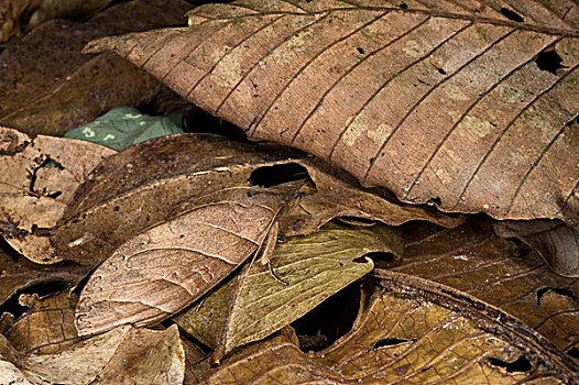 蛾子,保护色,国家公园,亚马逊雨林,厄瓜多尔