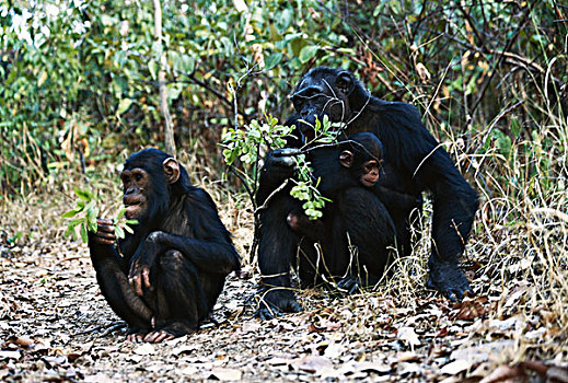 坦桑尼亚,冈贝河国家公园,黑猩猩,家族,大幅,尺寸