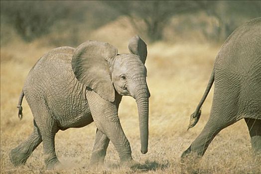 非洲象,幼兽,跟随,父母,自然保护区,肯尼亚