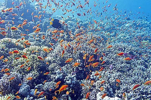 珊瑚礁,鱼群,鱼,水下